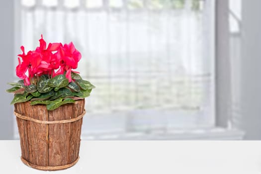 Decoration flower backgound. Closeup of a beautiful fresh blooming cyclamen in wooden vase on table over abstract blurred curtain background. Template Valentine, Mother day or other festival.