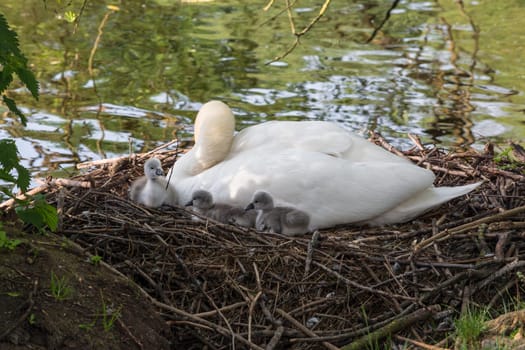 Swan's nest in the Heiligenhaus at the Abtskücherteich. Mother bird with little baby learn to swim. Wild swans in spring. .