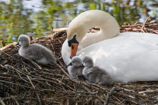 Swan's nest in the Heiligenhaus at the Abtskücherteich. Mother bird with little baby learn to swim. Wild swans in spring. .