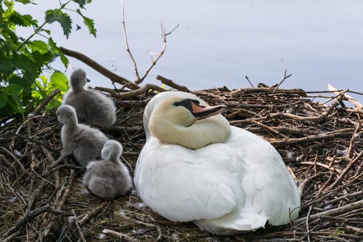 Swan's nest in the Heiligenhaus at the Abtskücherteich. Mother bird with little baby learn to swim. Wild swans in spring. .