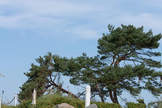 Baltic sea coast. Pine forest on the beach in summer. Wild nature. Wilderness