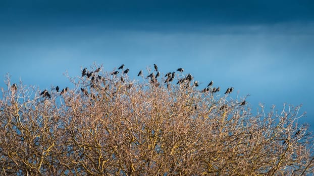 Jackdaws resting on a leafless bare tree in winter