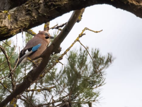 Single ordinary jay sitting on tree branch
