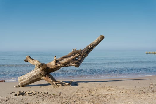 Tree trunk on the beach of the Polish Baltic coast near Kolobrzeg in summer