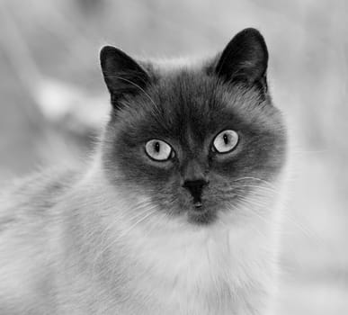 portrait blue-poin scottish cat close-up black and white photo, theme cats, kittens and cats in the house, beautiful pets their photos and their life