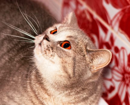 portrait of a face (muzzle) silver-gold tabby Scottish Chinchilla cat on a red background , the theme of domestic purebred cats, kittens and cats in the house, beautiful pets their photos and their lives