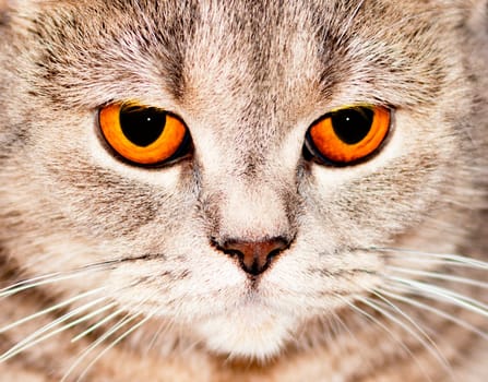 eyes close-up face (muzzle) silver-gold tabby Scottish cat chinchilla, theme domestic pedigreed cats, kittens and cats in the house, beautiful pets their photos and their lives