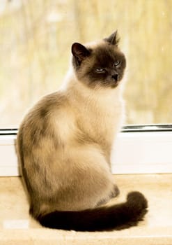 white-colored British cat sitting by the window, the theme of domestic purebred cats, kittens and cats in the house, beautiful pets their photos and their lives