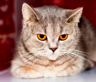 amber eyes close-up face (muzzle) silver-gold tabby Scottish cat chinchilla on a red background , theme domestic pedigreed cats, kittens and cats in the house, beautiful pets their photos and their lives