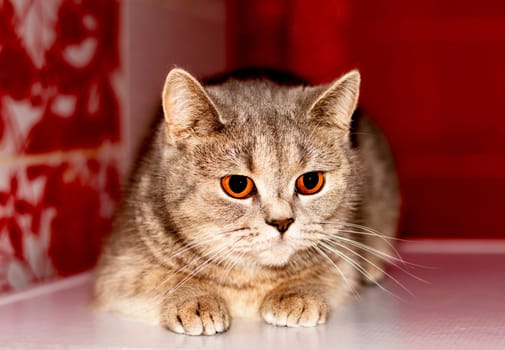 bright portrait of a gray-golden Scottish Chinchilla cat on a red background , the theme of domestic purebred cats, kittens and cats in the house, beautiful pets, their photos and their lives