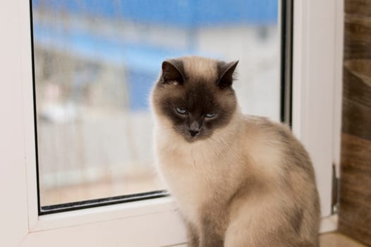 white-colored British Scottish cat sitting on the windowsill, the theme of domestic purebred cats, kittens and cats in the house, beautiful pets their photos and their lives