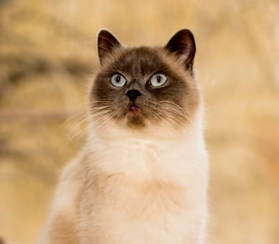 portrait blue-point Scottish straight of a Scottish cat at the window, the theme of domestic purebred cats, kittens and cats in the house, beautiful pets their photos and their lives