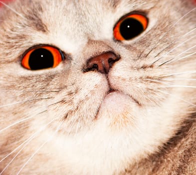 large portrait of the face (muzzle) silver-gold Scottish Chinchilla cat, the theme of domestic purebred cats, kittens and cats in the house, beautiful pets their photos and their lives