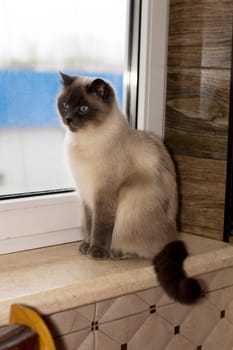 white Scottish straight cat looks out of the window sitting on the windowsill, the theme of domestic purebred cats, kittens and cats in the house, beautiful pets their photos and their lives
