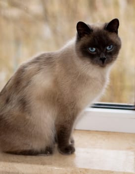 white Scottish cat close-up at the window, the theme of domestic purebred cats, kittens and cats in the house, beautiful pets their photos and their lives