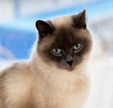 closeup portrait of a Scottish cat straight white, the theme of domestic purebred cats, kittens and cats in the house, beautiful pets their photos and their lives