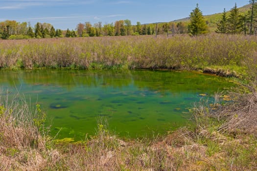 Wetland Pond in the Highlands in the Canaan Valley National Wildlife Refuge in West Virginia