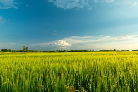 Green barley field and cloud on blue sky, Nowiny, Poland
