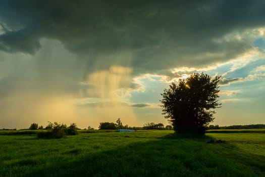 Natural phenomenon, sun-lit rain and green meadow, Nowiny, Lubelskie, Poland