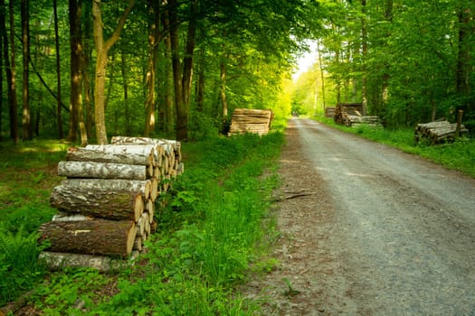 The road through the green forest and piles of wood, spring day