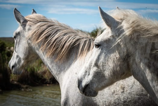 white horses in Camargue, France near Les salines, France