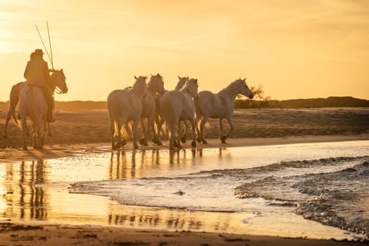 White horses are galoping in the water  all over the sea in Camargue, France.