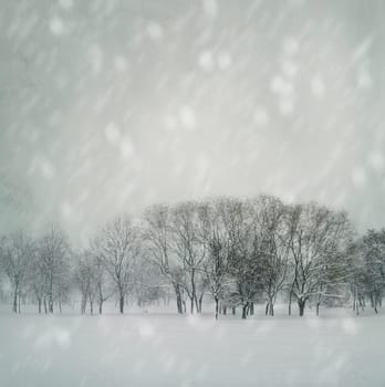 Wood covered with snow