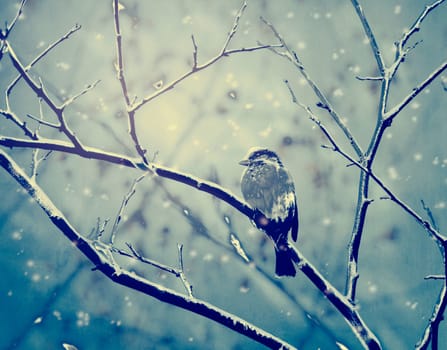 Little sparrow on the brunge covered with snow