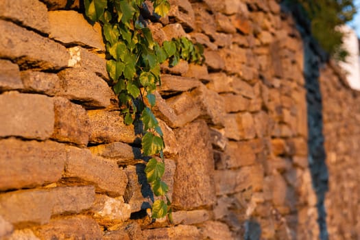 Green twig overhanging from stone wall at sunset in summer. Branch leaning to a fence in urban environment. Outdoor building structure with uneven texture.