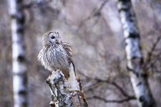 Wild tawny owl, strix aluco, perching in birch forest in autumn nature and looking around. Bird sitting on a tree and looking around with copy space. Animal wildlife in nature.