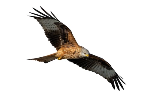 Agile red kite, milvus milvus, flying with spread wing and looking down cut out on blank. Bird with brown feathers isolated on white background mid air.