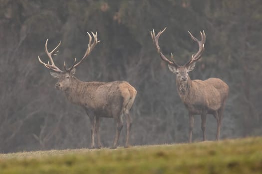 Red deer, cervus elaphus, stags emerging from a fog in autumn nature. Two male mammals standing on a horizon and looking into camera. Wild animals on a meadow with forest in background.