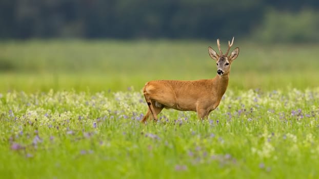 Male roe deer, capreolus capreolus, standing in summertime nature and looking back over shoulder. Wild buck among blossoming flowers on green meadow with space for text.