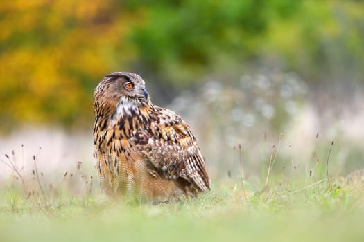 Autumn portrait of an eurasian eagle-owl, bubo bubo, sitting on the ground and looking behind. Bird of prey with orange eyes turning back. Wild animal in colorful nature.