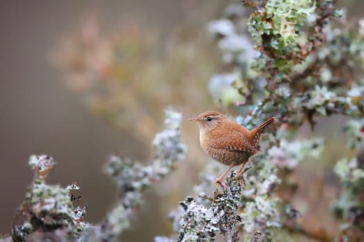 Little eurasian wren, troglodytes troglodyte, sitting on lichen in autumn nature. Small brown bird observing on moss twig in fall. Songbird looking on branch with copy space.