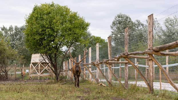Captive red deer, cervus elaphus, approaching alongside fence in game reserve. Wild animal locked in sanctuary in autumn season walking forward with copy space.
