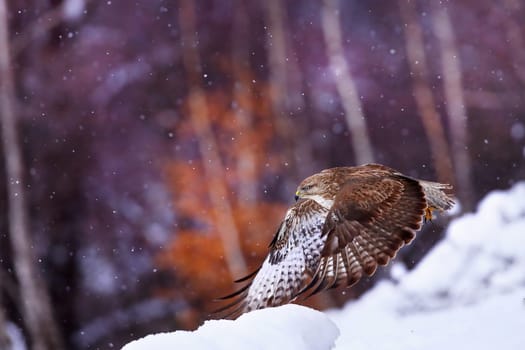 common buzzard, buteo buteo, flying during snowing in winter with copy space. Bird of prey in flight over the white land. Wild feathered animal landing on snow.