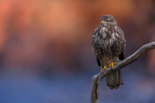 Wild common buzzard, buteo buteo, sitting on a branch in winter with clean blurred background. Bird of prey resting on a twig early in the morning with background illuminated by sun with copy space.