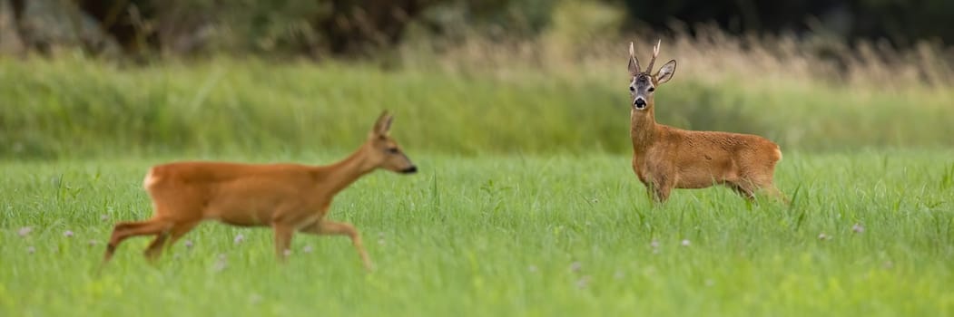 Couple of roe deer, capreolus capreolus, walking on meadow in mating season. Buck and doe moving on grassland in summer. Two wild mammals going on green field.