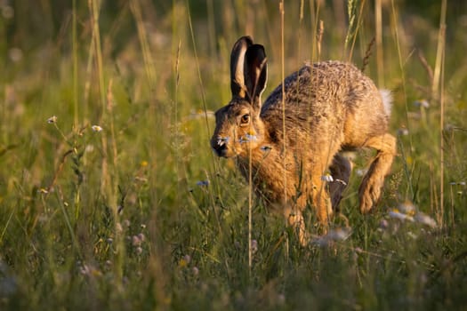 Brown hare, lepus europaeus, jumping in grass in springtime sunlight. Wild rabbit running on sunlit meadow. Bunny moving on long field in spring.