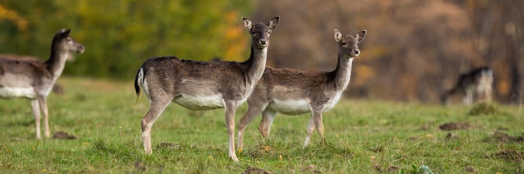 Group of fallow deer, dama dama, females standing on grass in autumn. Many hinds looking on field in fall. Multiple brown mammals watching on glade.