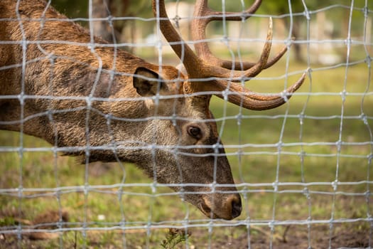 Sad red deer, cervus elaphus, trapped in capture on farm in close up. Detail of stag behind the fence in summer. Concept of human made obstacle preventing wild animal from migrating.