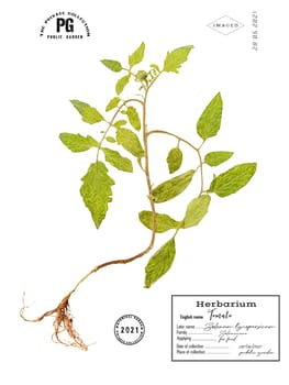 Dried stylized herbarium tomato plant isolated