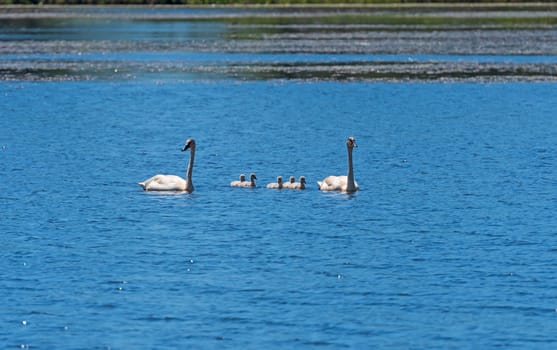 Trumpeter Swan Family Out for a Swim in the Seney Wildlife Refuge in Michigan