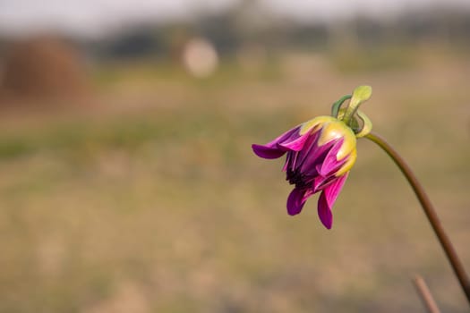 Beautiful Pink Color flower Buds with Blurry Background. Spring flower bud. dahlia flower bud Natural view.