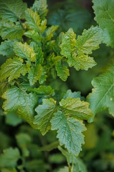 Green mustard plant leaves in closeup