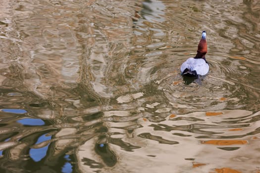 Duck on colored water reflection drinking