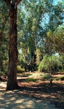 forest trail in the evening with tall trees