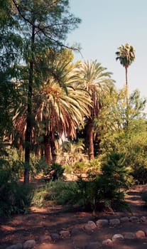 Jungle trail in the evening with palm trees