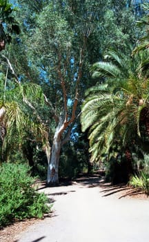 Jungle trail in the evening with palm trees